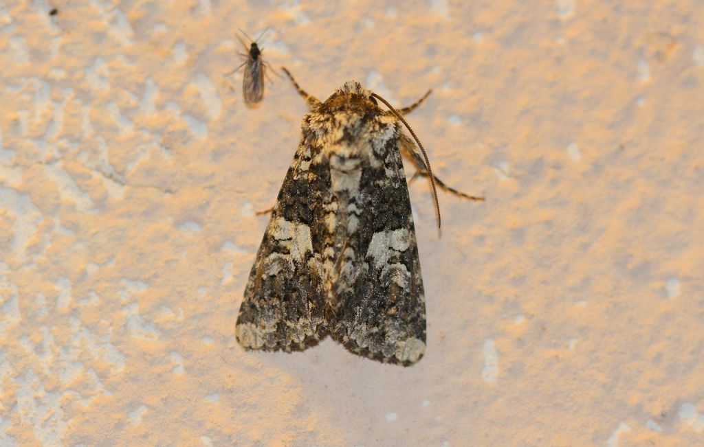 Id falena - Hadena (Hadena) confusa